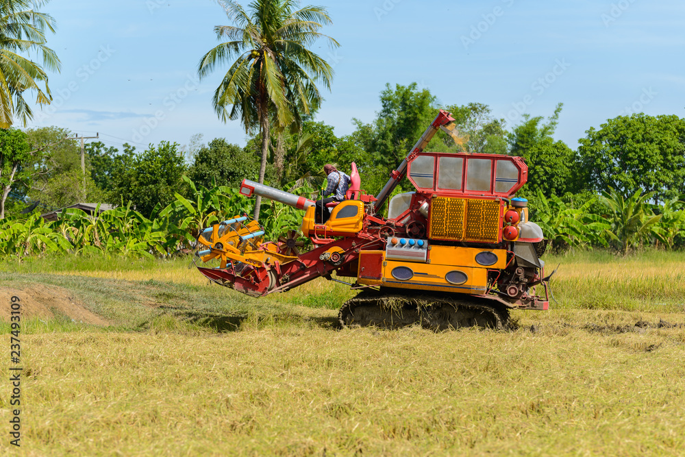 Fototapeta premium Combine harvester Working on rice field. Harvesting is the process of gathering a ripe crop
