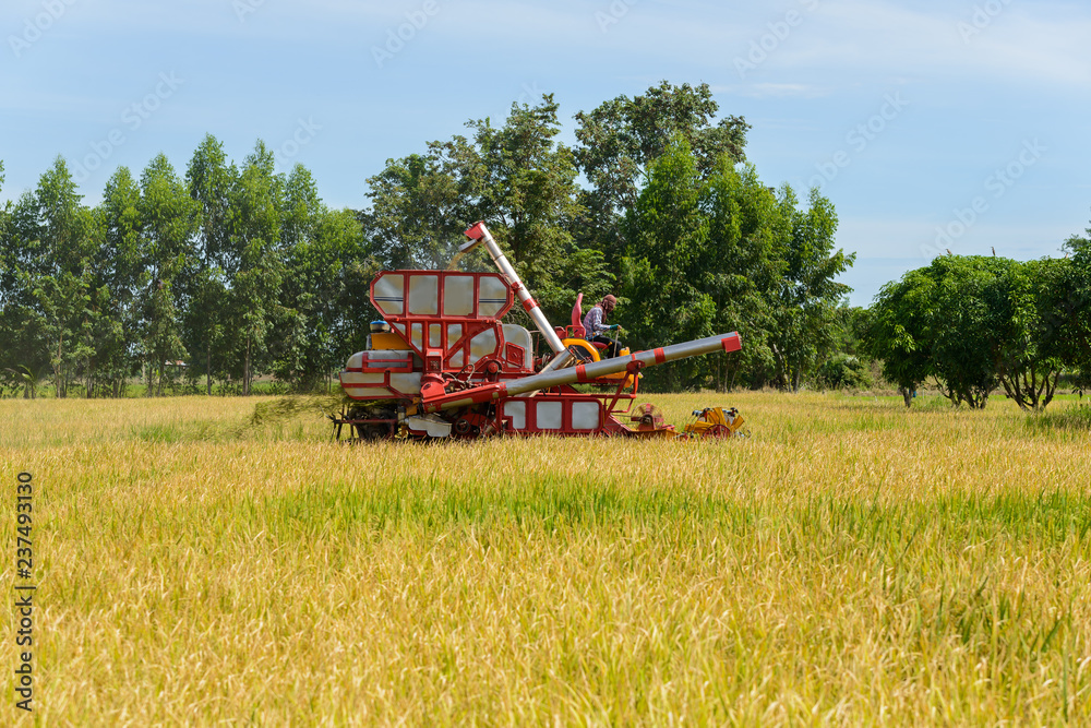 Fototapeta premium Combine harvester Working on rice field. Harvesting is the process of gathering a ripe crop