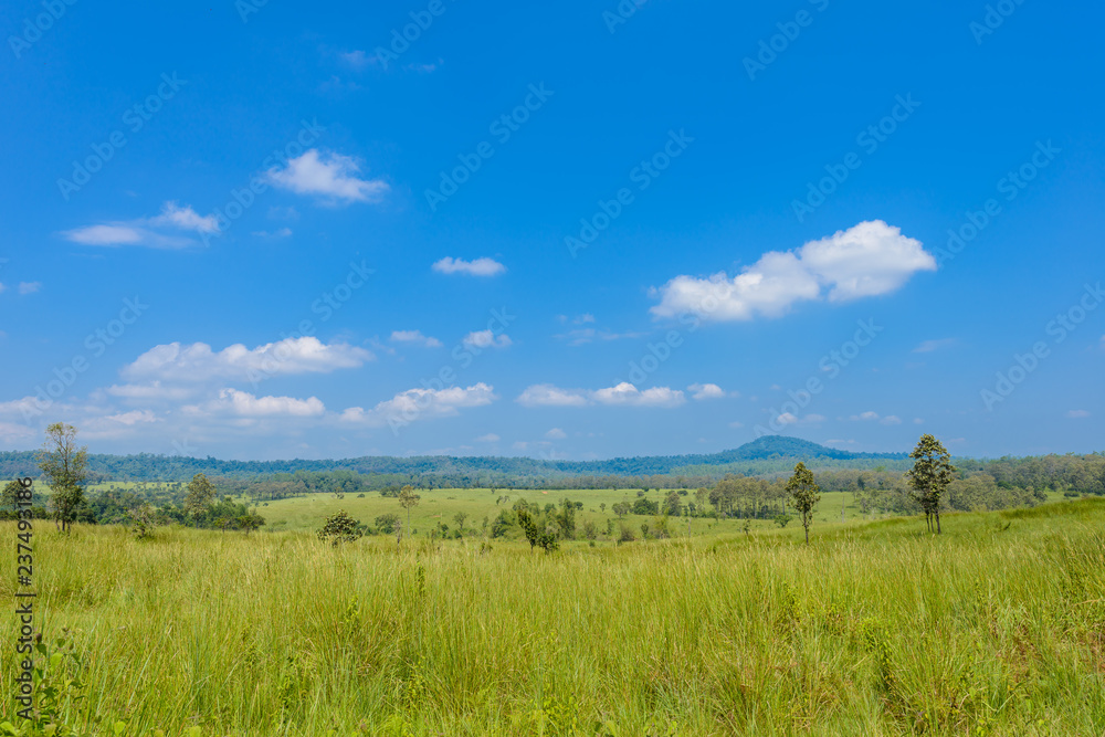 landscape of Savanna Forest and mountain with a blue sky and white clouds in the spring afternoon