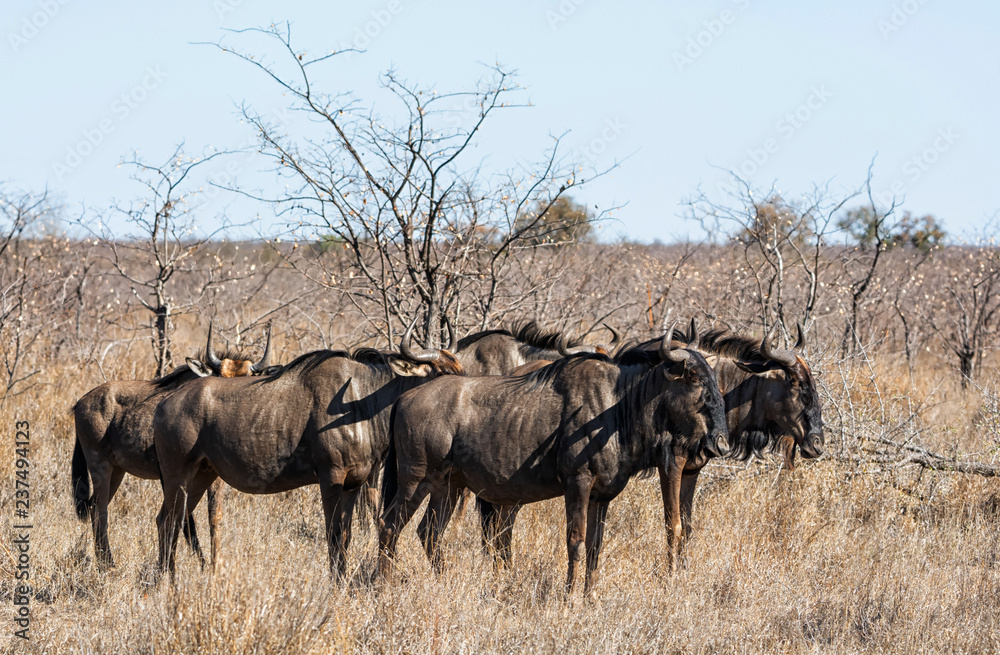 Blue Wildebeest Blue Wildebeest