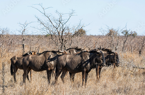 Blue Wildebeest