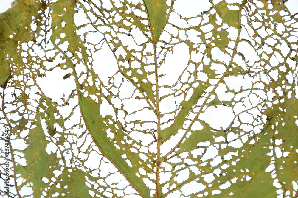 Fototapeta premium leaf with holes, eaten by pest as background