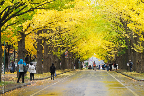 Ginkgo avenue at Hokkaido University, Japan