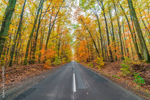 road in autumn forest