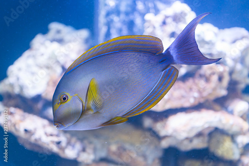 Fototapeta Naklejka Na Ścianę i Meble -  Acanthurus xanthopterus - yellowfin surgeonfish