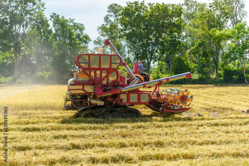 Fototapeta premium Combine harvester in action on rice field. Harvesting is the process of gathering a ripe crop