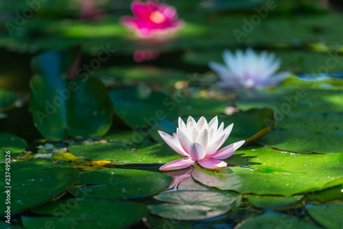 nymphaea alba - flower on the water