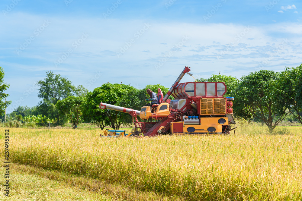 Fototapeta premium Combine harvester in action on rice field. Harvesting is the process of gathering a ripe crop