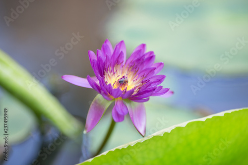 background of the flower(lotus) in a variety of colors (blue,pink,purple) in the pond,lake,canal,marsh,are beautiful in nature,someflowers have,small bee mixed withgays.Extend the next crop of plants.