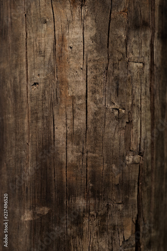 beautiful tree texture and background for work