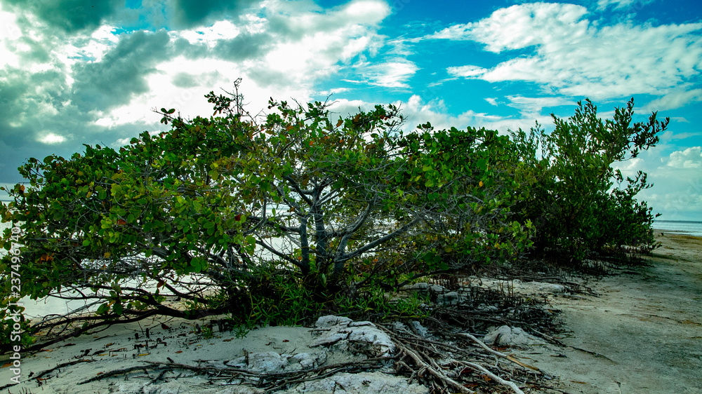 Beach Women or a white island. National Park near Cancun. Here you can rehearse each photographer. Birds, condors, pelicans, herons. There are many birds and the colors of nature are simply amazing. Beach Women or a white island. National Park near Cancun. Here you can rehearse each photographer. Birds, condors, pelicans, herons. There are many birds and the colors of nature are simply amazing.