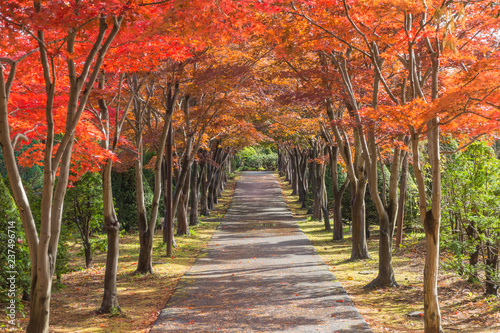 Hiraoka Tree Art Center in Sapporo, Hokkaido, Japan