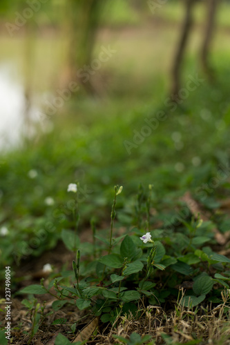 green leaves and white flowers