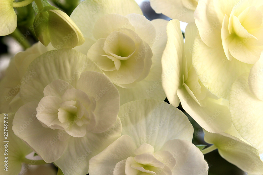 Background flowers white color begonias bloomed beautifully in summer