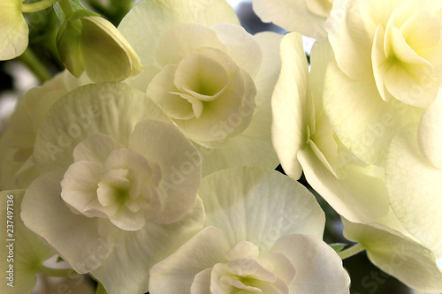 Background flowers white color begonias bloomed beautifully in summer