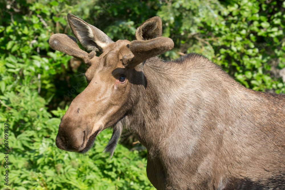 Wild moose in Kenai Fjords National Park (Alaska) Wild moose in Kenai Fjords National Park (Alaska)