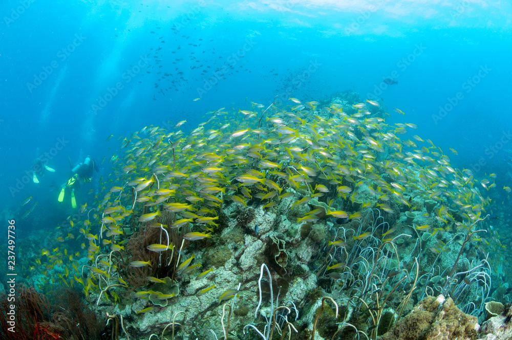 Fototapeta premium School of yellow fish (Big eye Snappers) on coral reef underwater in front of group of scuba divers in good visibility at Koh Chang, Trat, Gulf of Thailand. Thailand underwater photography.