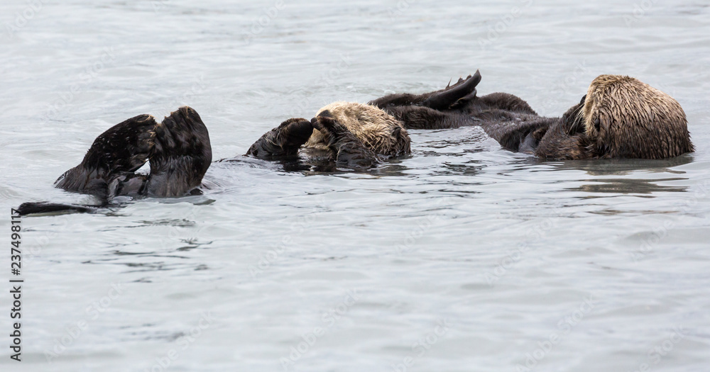 Fototapeta premium A wild sea otter in the waters of Seward, Alaska near Kenai Fjords National Park in the Kenai Peninsula.