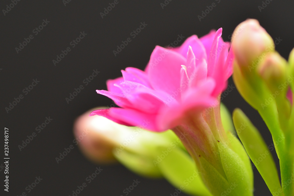 tiny calandiva flower closeup