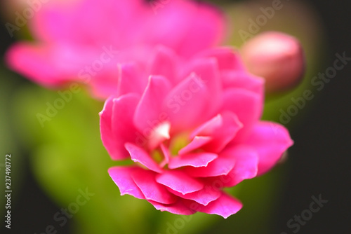 tiny calandiva flower closeup