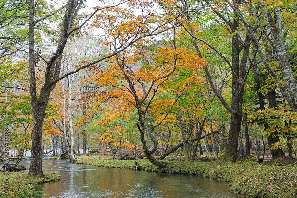Nikko trekking route in autumn, Japan
