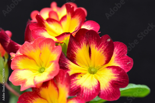 red and yellow polyanthus flower 