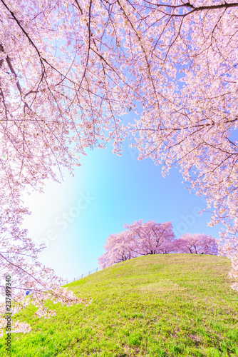日本の春 さきたま古墳公園の桜