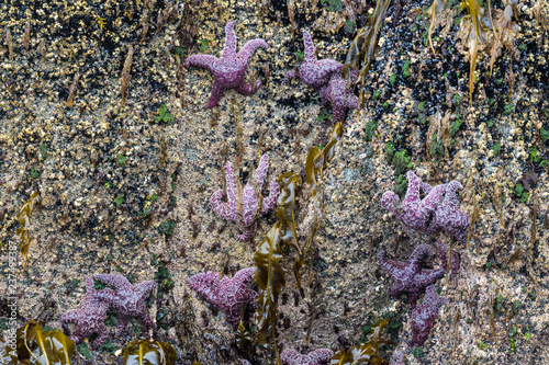 Photography Wild sea stars cling to the side of a cliff on an island in Kenai Fjords National Park in Alaska