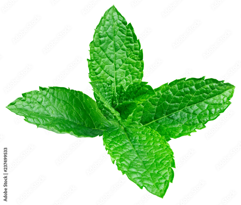 mint leaves isolated