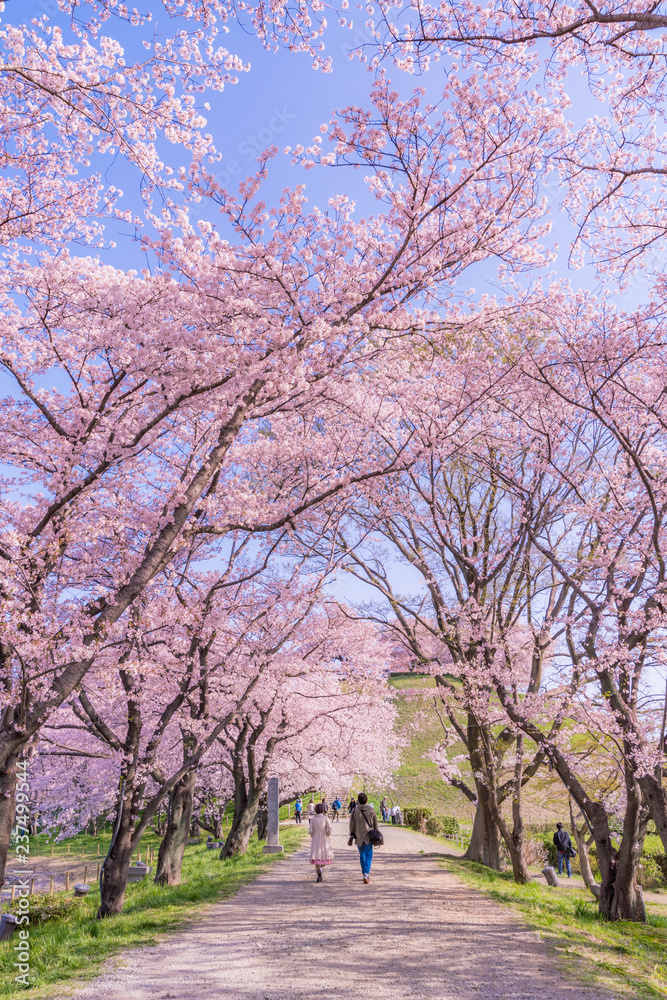 日本の春 さきたま古墳公園の桜