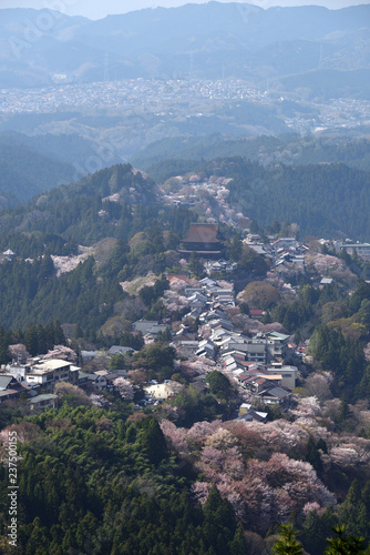 吉野山の桜 © 亜土 原田