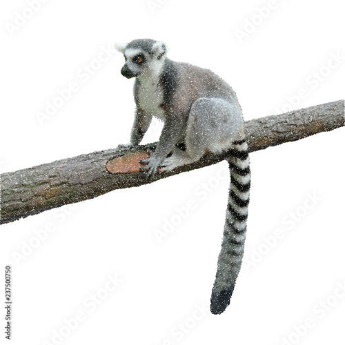 Lemur is sitting on a tree....