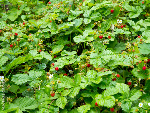 Large plantation of wild strawberries in the garden photo