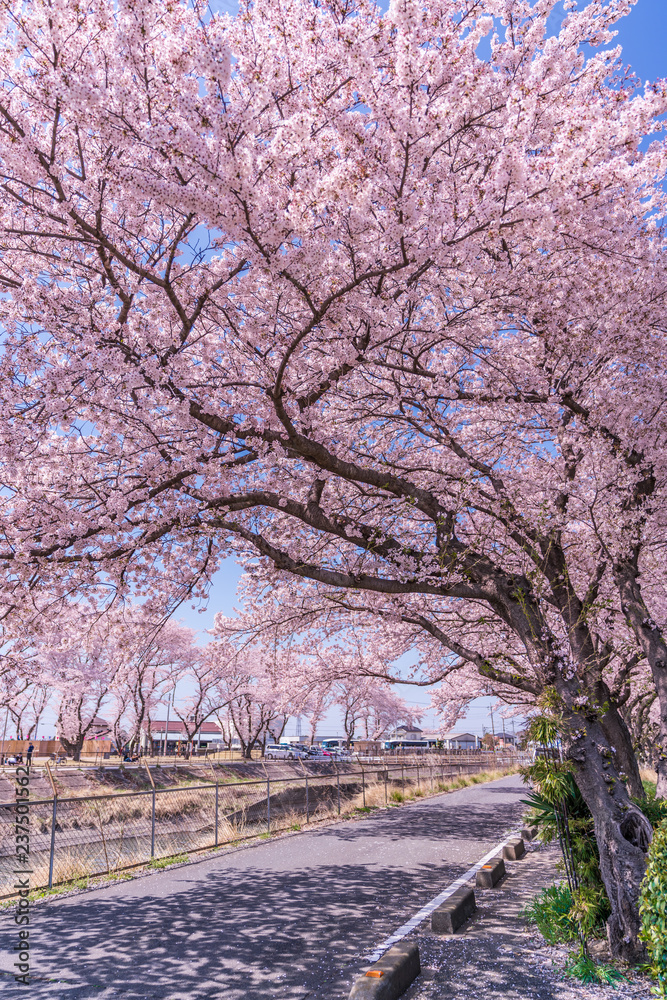 日本の春 埼玉県行田市 見沼公園の桜 日本の春 埼玉県行田市 見沼公園の桜
