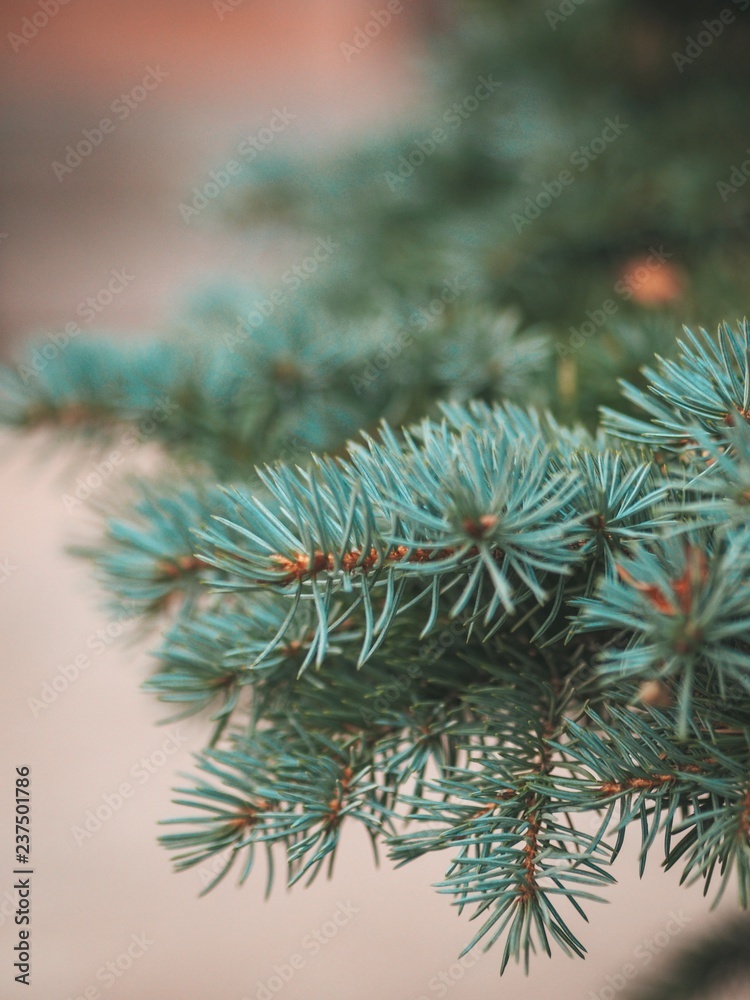 Coniferous spruce branches without snow, photographed close