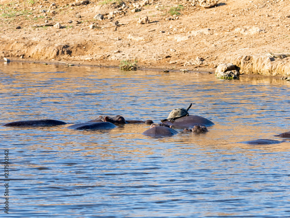 Fototapeta premium Hippopotamus
