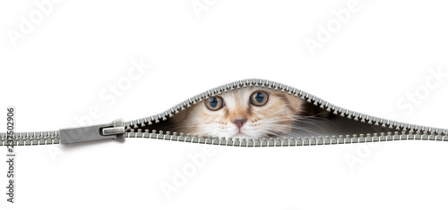 cat in open zipper hole isolated