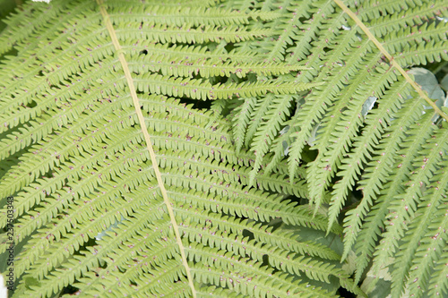 Fern leaves on a summer day. Texture. Background. Texture. Background