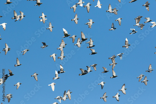 flock of speed racing pigeon flying against clear blue sky