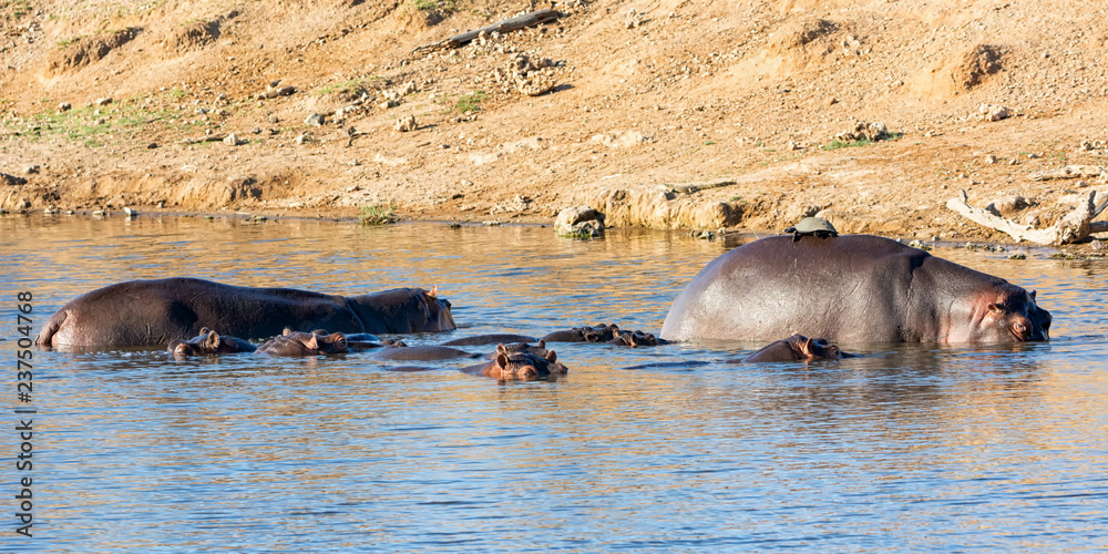 Fototapeta premium Hippopotamus