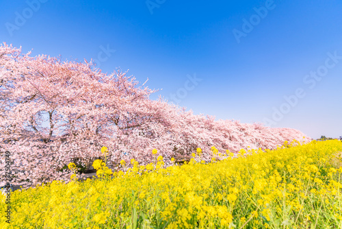 日本の春 埼玉県 熊谷桜堤の桜並木と菜の花 photo