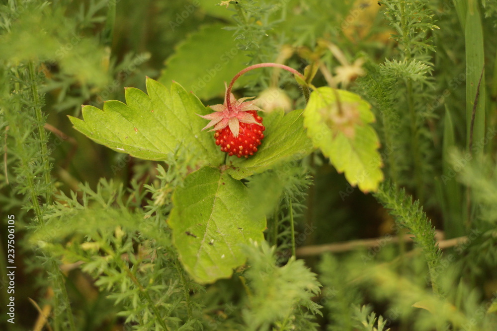 wild strawberry