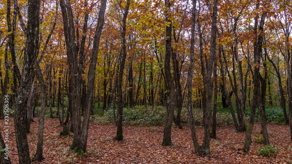 Fototapeta premium 羽鳥湖高原の秋