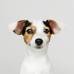 Acrylglasbilder Hund Jack Russell Welpe im Nahporträt  © Rawpixel.com