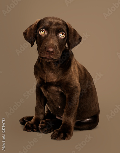 Adorable chocolate Labrador Retriever portrait © Rawpixel.com