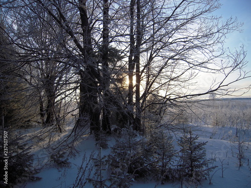 Winter landscape, trees, snow, cold