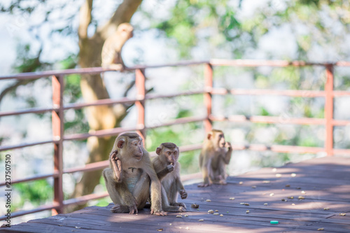 The background of the monkey that is playing with its group, is the creature that has the agility to jump and live in the wild. © bangprik
