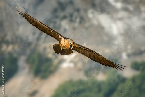 lammergeier Gypaetus barbatus