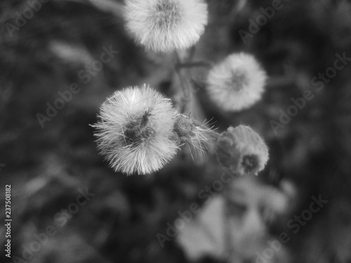 Black and white flower leaves Nature background