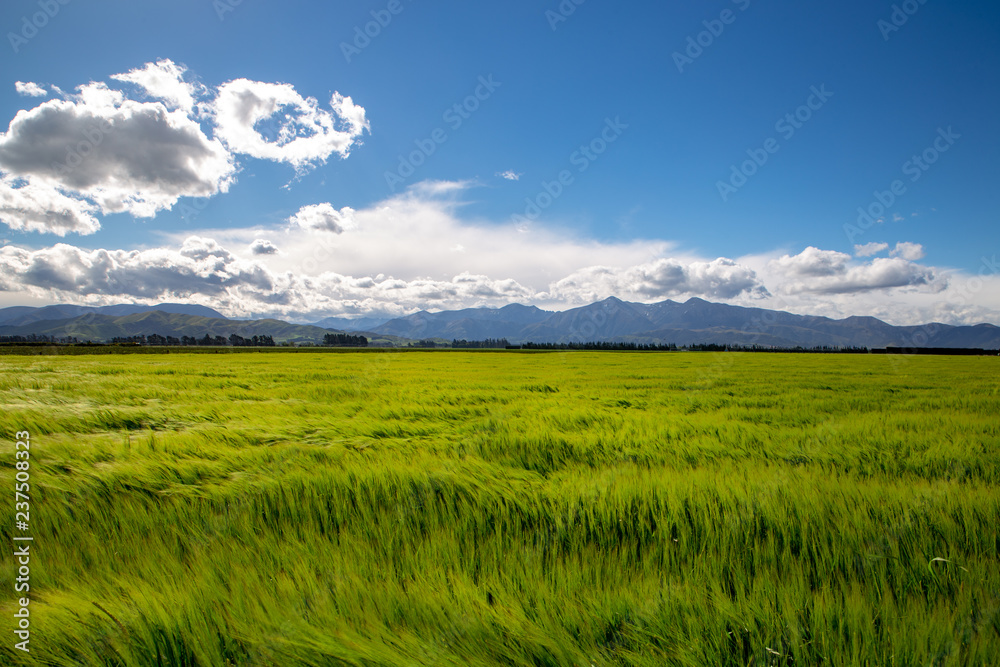 A green field of grain waves in the wind in a rural area in New Zealand